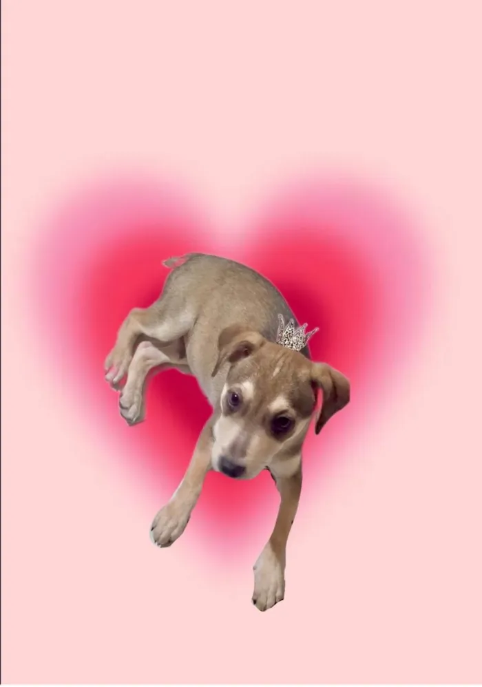 Cachorro ra a SRD-ViraLata idade 2 a 6 meses nome Nino bb5meses lindo 