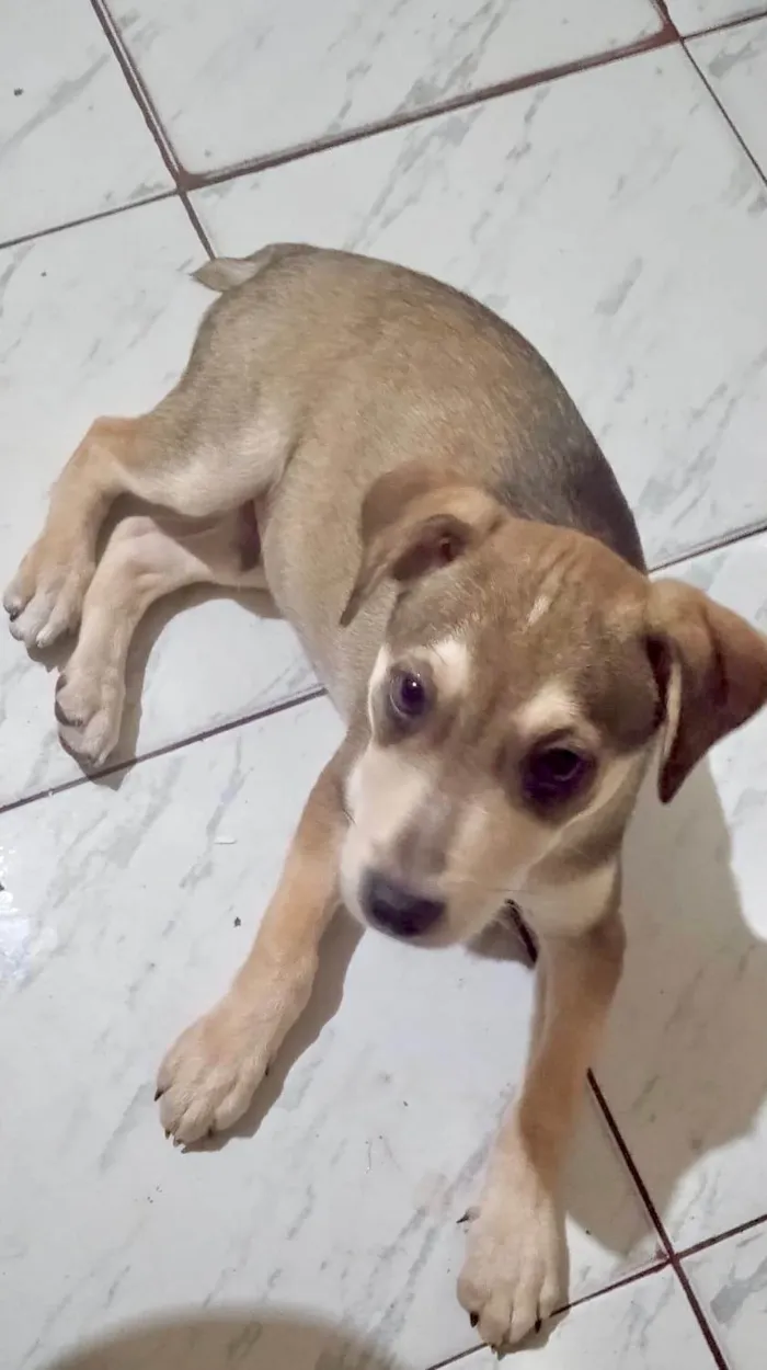 Cachorro ra a SRD-ViraLata idade 2 a 6 meses nome Nino bb5meses lindo 