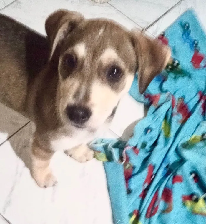 Cachorro ra a SRD-ViraLata idade 2 a 6 meses nome Nino bb5meses lindo 
