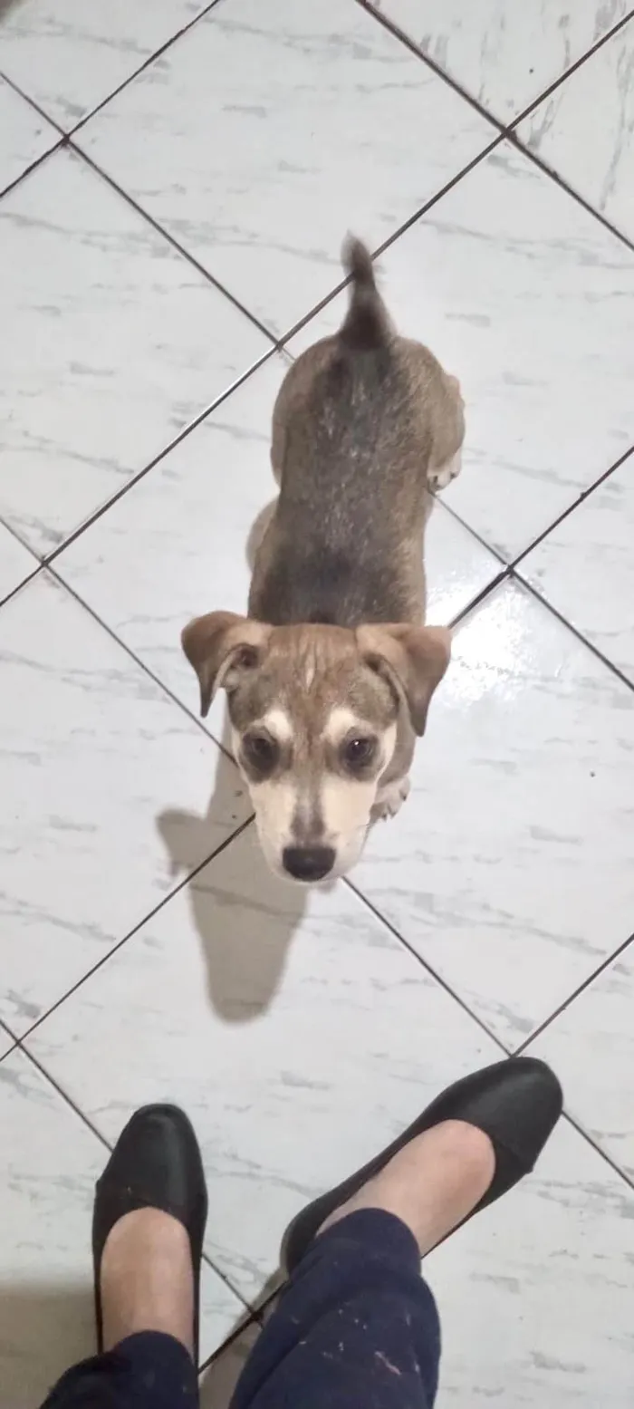 Cachorro ra a SRD-ViraLata idade 2 a 6 meses nome Nino bb5meses lindo 