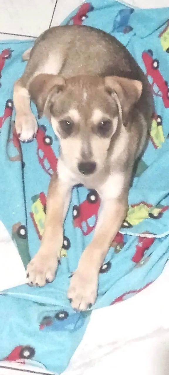 Cachorro ra a SRD-ViraLata idade 2 a 6 meses nome Nino bb5meses lindo 