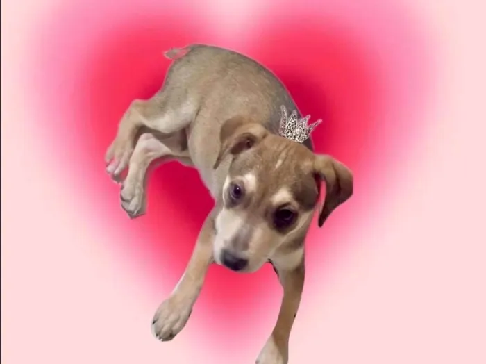 Cachorro ra a SRD-ViraLata idade 2 a 6 meses nome Nino bb5meses lindo 