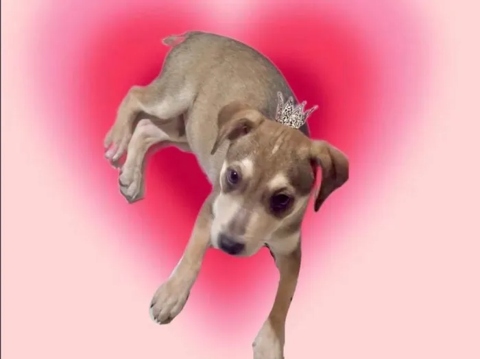 Cachorro ra a SRD-ViraLata idade 2 a 6 meses nome Nino bb5meses lindo 