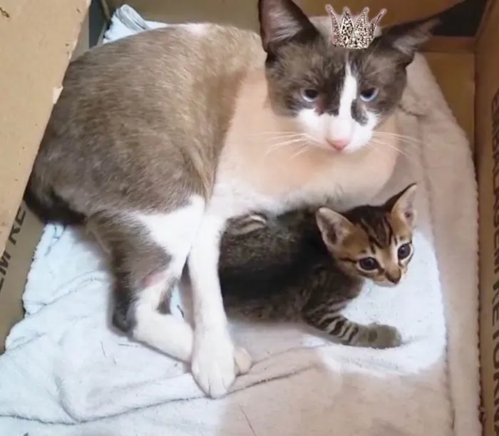 Gato ra a SRD-ViraLata idade 7 a 11 meses nome Erick bb10meses muito bonzinho !