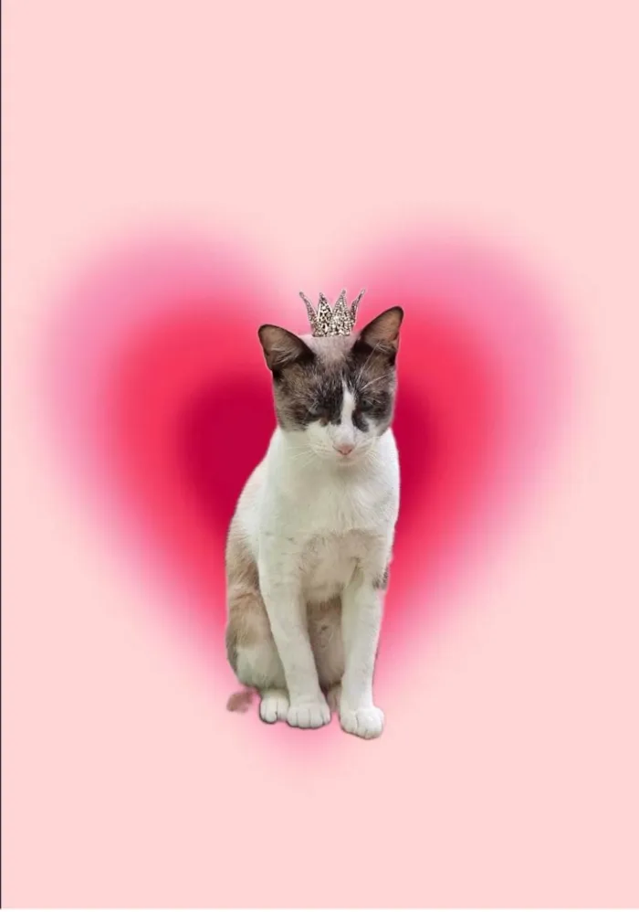 Gato ra a SRD-ViraLata idade 7 a 11 meses nome Erick bb10meses muito bonzinho !