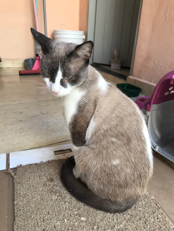 Gato ra a SRD-ViraLata idade 7 a 11 meses nome Erick bb10meses muito bonzinho !
