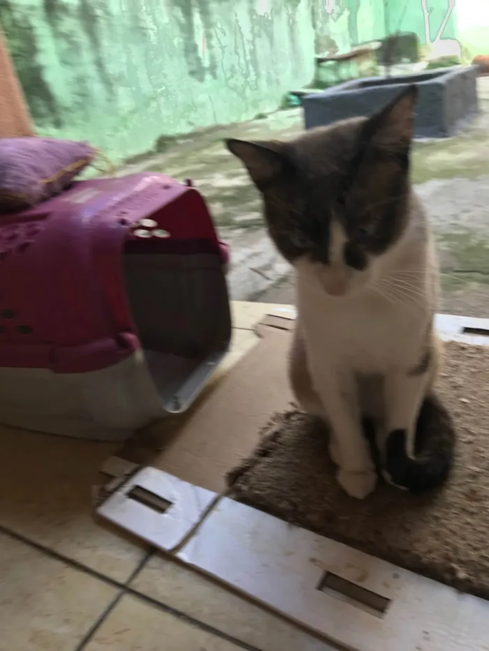 Gato ra a SRD-ViraLata idade 7 a 11 meses nome Erick bb10meses muito bonzinho !