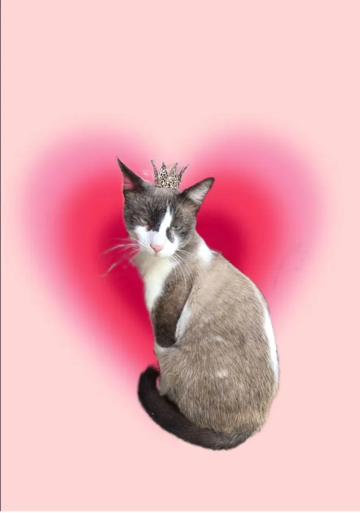 Gato ra a SRD-ViraLata idade 7 a 11 meses nome Erick bb10meses muito bonzinho !