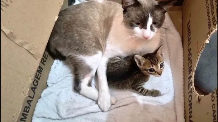 Gato ra a SRD-ViraLata idade 7 a 11 meses nome Erick bb10meses muito bonzinho !