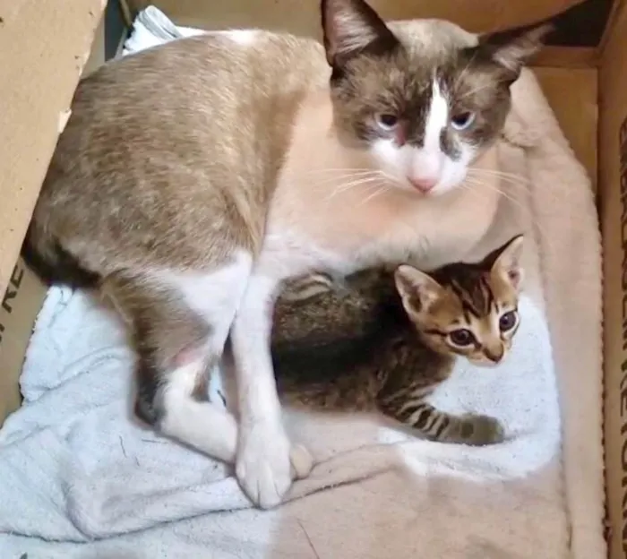 Gato ra a SRD-ViraLata idade 7 a 11 meses nome Erick bb10meses muito bonzinho !