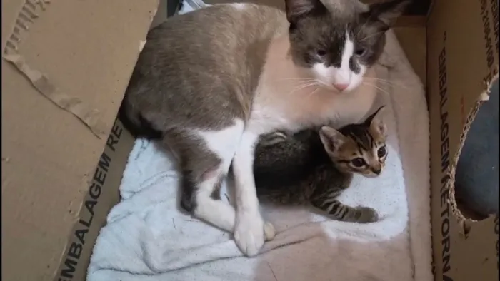 Gato ra a SRD-ViraLata idade 7 a 11 meses nome Erick bb10meses muito bonzinho !