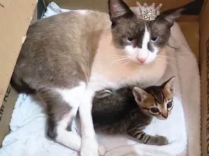 Gato raça SRD-ViraLata idade 7 a 11 meses nome Erick bb10meses muito bonzinho !