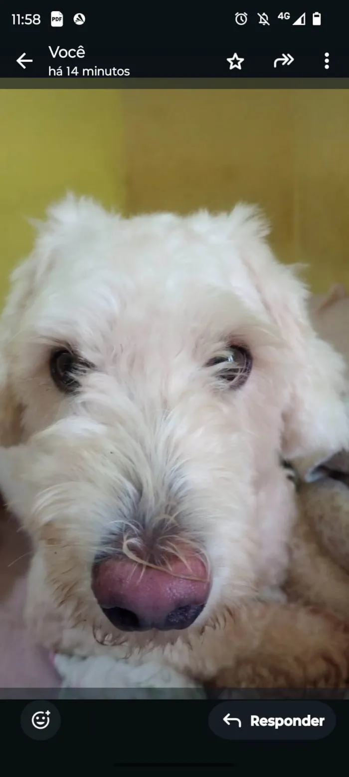 Cachorro ra a Poodle idade 4 anos nome Snoopy