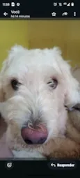 Snoopy