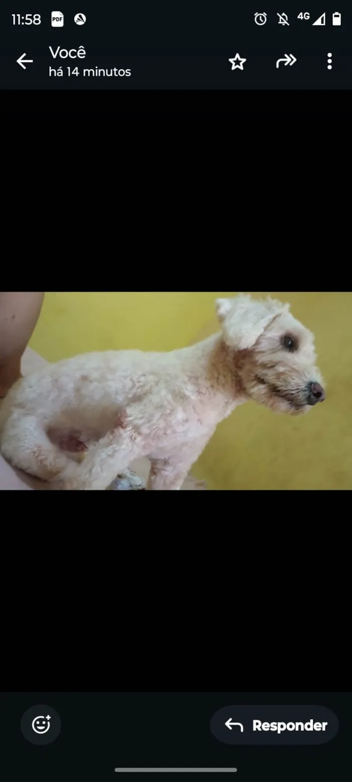 Cachorro ra a Poodle idade 4 anos nome Snoopy