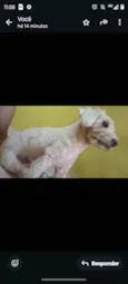 Snoopy