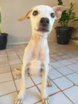 Kiara