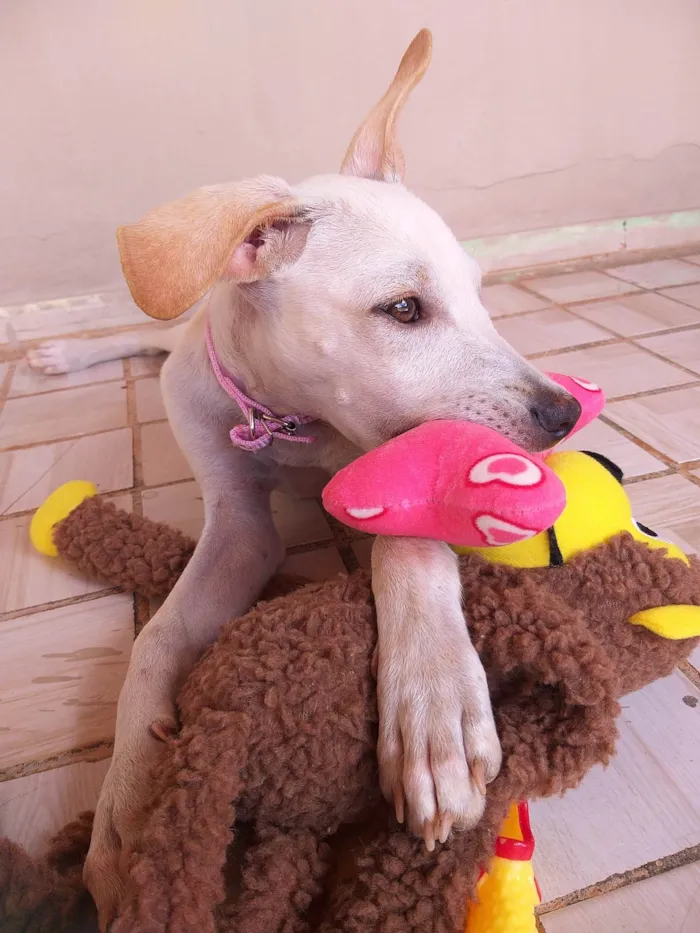 Cachorro ra a SRD-ViraLata idade 2 a 6 meses nome Kiara