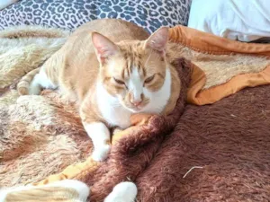 Gato raça SRD-ViraLata idade 4 anos nome Amarelinho