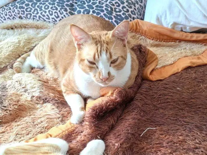Gato ra a SRD-ViraLata idade 4 anos nome Amarelinho