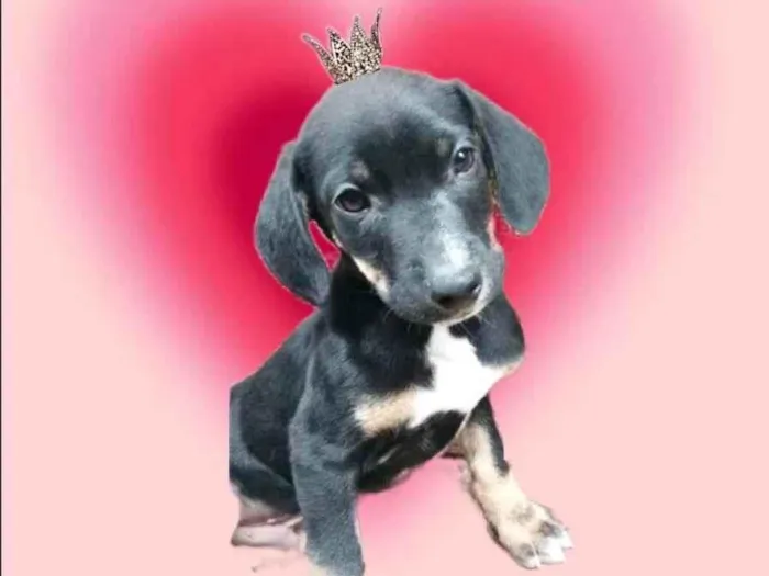 Cachorro ra a SRD-ViraLata idade 2 a 6 meses nome Nutella bb2meses lindo 