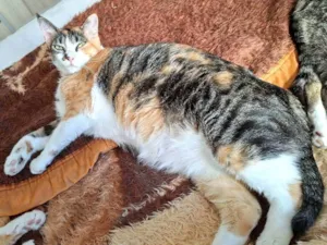 Gato raça SRD-ViraLata idade 4 anos nome Rajadinha