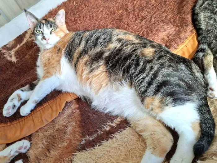 Gato ra a SRD-ViraLata idade 4 anos nome Rajadinha
