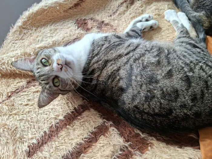 Gato ra a SRD-ViraLata idade 4 anos nome Cinzinha