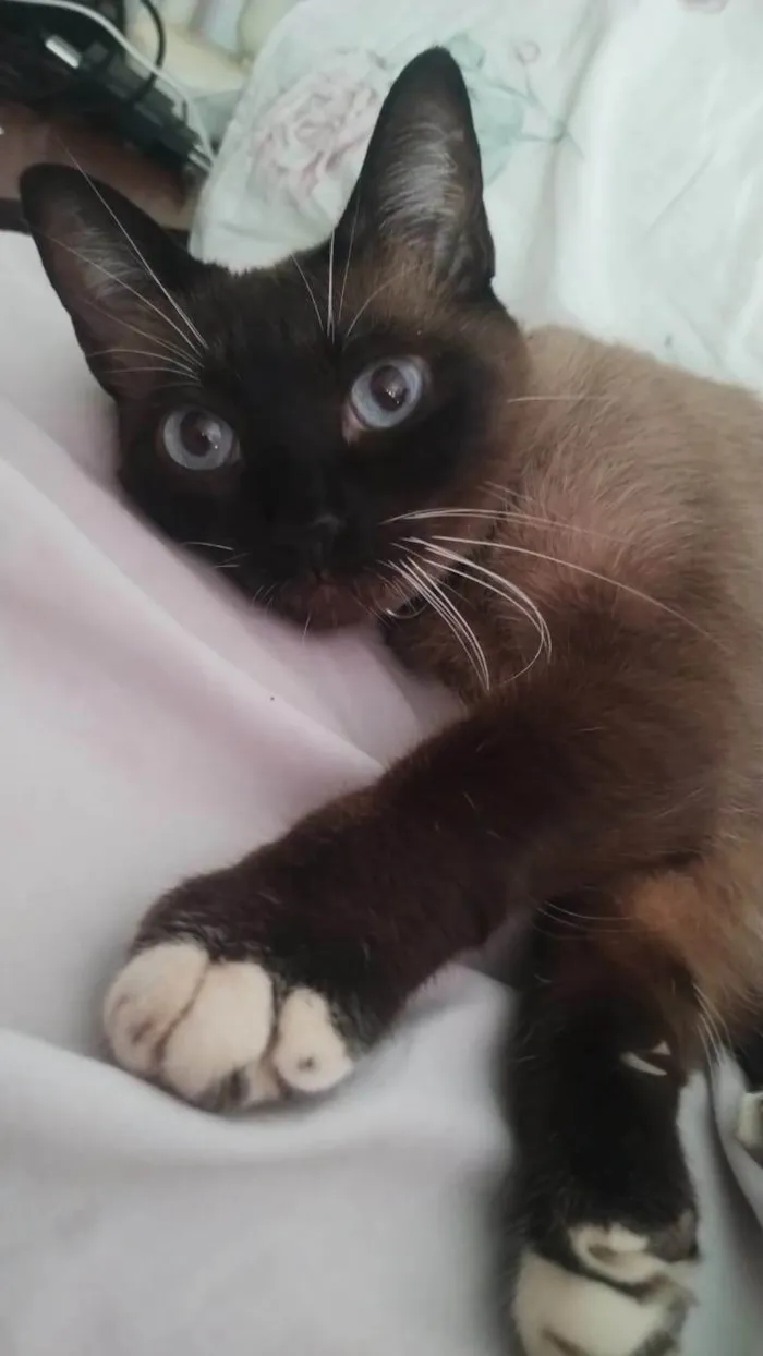 Gato ra a Siamês idade 6 ou mais anos nome Diana