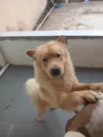 Bolinha