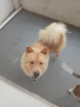 Bolinha