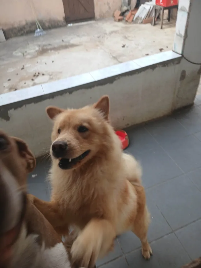 Cachorro ra a Chow Chow idade 7 a 11 meses nome Bolinha