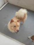 Bolinha