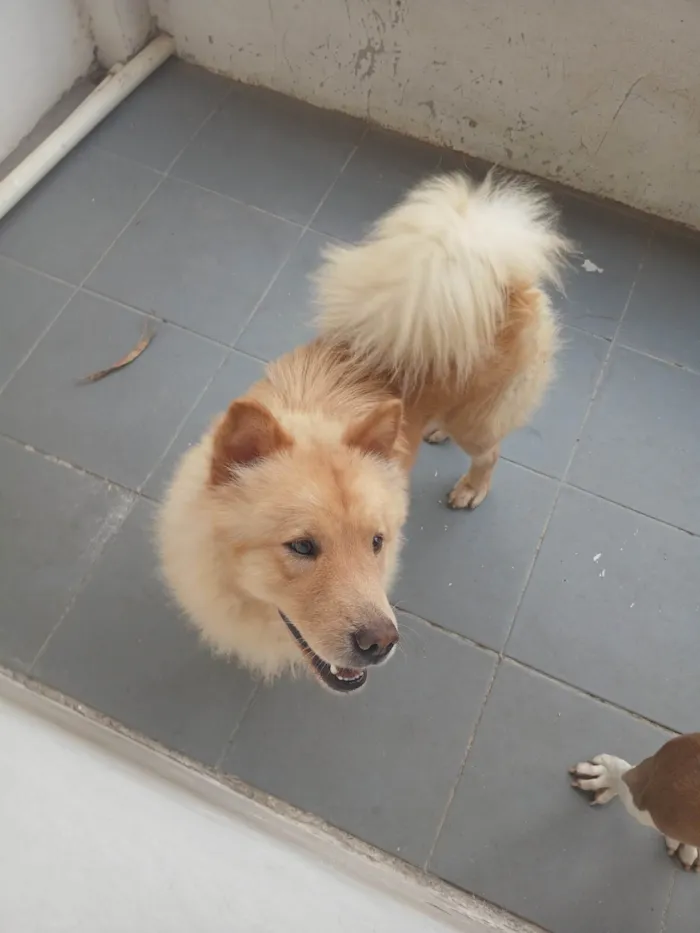 Cachorro ra a Chow Chow idade 7 a 11 meses nome Bolinha