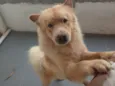 Bolinha