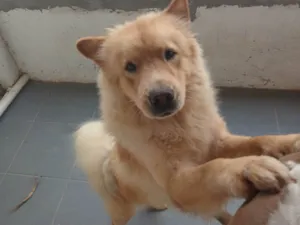 Cachorro raça Chow Chow idade 7 a 11 meses nome Bolinha
