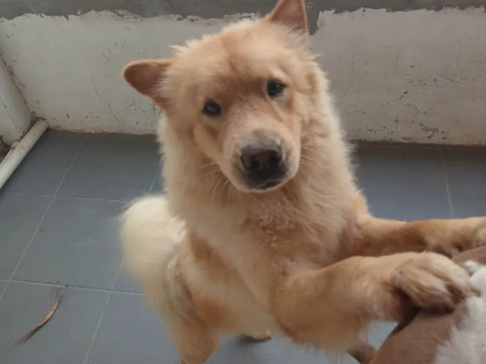 Cachorro ra a Chow Chow idade 7 a 11 meses nome Bolinha