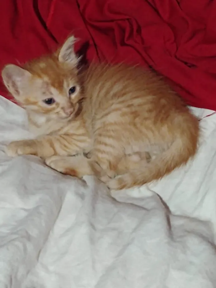Gato ra a SRD-ViraLata idade Abaixo de 2 meses nome Doa-se 3 gatos recém nascidos