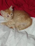 Doa-se 3 gatos recém nascidos