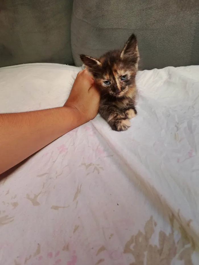 Gato ra a SRD-ViraLata idade Abaixo de 2 meses nome Doa-se 3 gatos recém nascidos