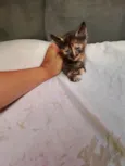 Doa-se 3 gatos recém nascidos