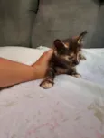 Doa-se 3 gatos recém nascidos