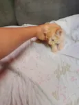 Doa-se 3 gatos recém nascidos