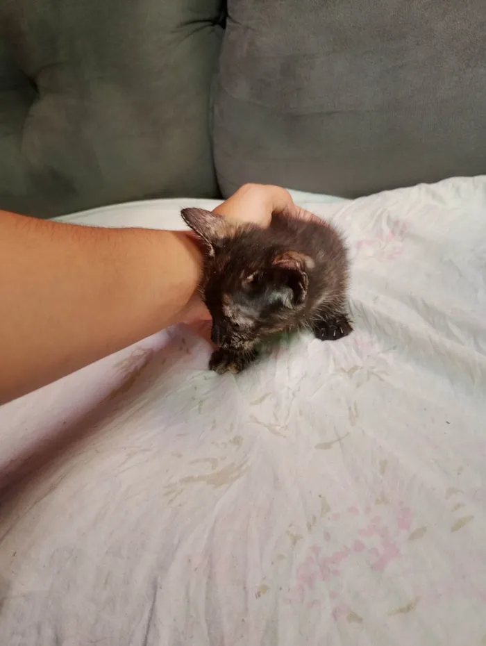 Gato ra a SRD-ViraLata idade Abaixo de 2 meses nome Doa-se 3 gatos recém nascidos