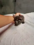 Doa-se 3 gatos recém nascidos
