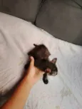 Doa-se 3 gatos recém nascidos