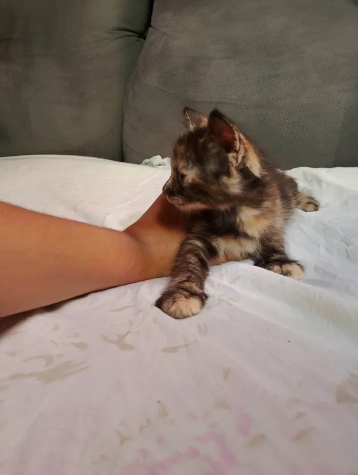 Gato ra a SRD-ViraLata idade Abaixo de 2 meses nome Doa-se 3 gatos recém nascidos