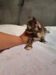 Doa-se 3 gatos recém nascidos