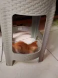 Doa-se 3 gatos recém nascidos