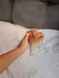 Doa-se 3 gatos recém nascidos